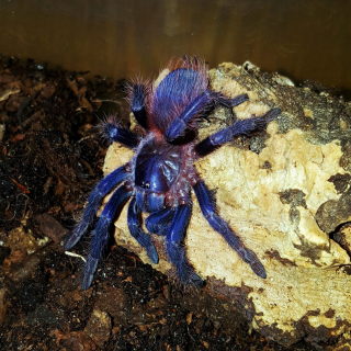 Pterinopelma sazimai