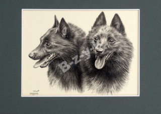 Schipperke Original figure Dogs