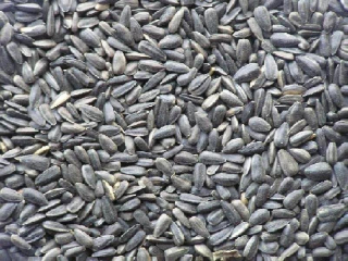 Krmivo pre papagáje - Slnečnicová čierna nevýhoda 10 kg, dodávka PLN 0