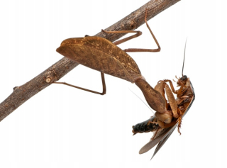 Spodromantis viridis sub imago muž + žena