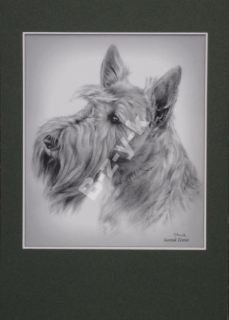 Scottish Terrier Originálna postava