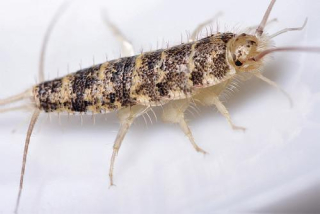 Caracles Madagaskar 4-8 cm 100 kusov