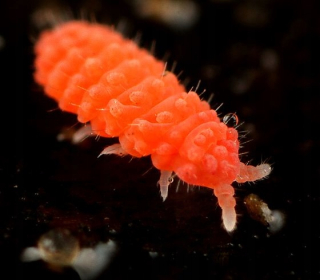 Vitronura Giselae Czerwone Wielkie Skoczogons
